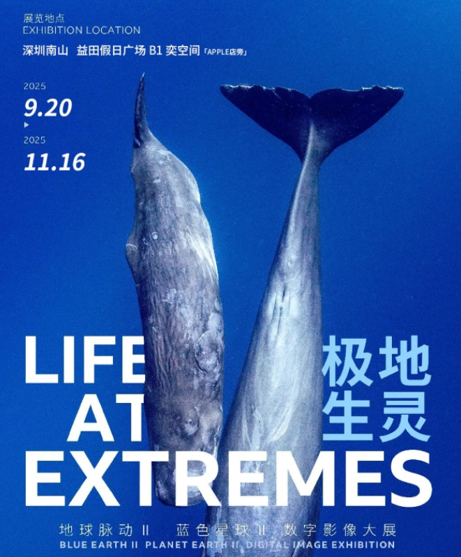 2025深圳bbc earth极地生灵数字影像大展时间表一览(展览介绍+购票入口)